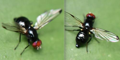 Seioptera vibrans